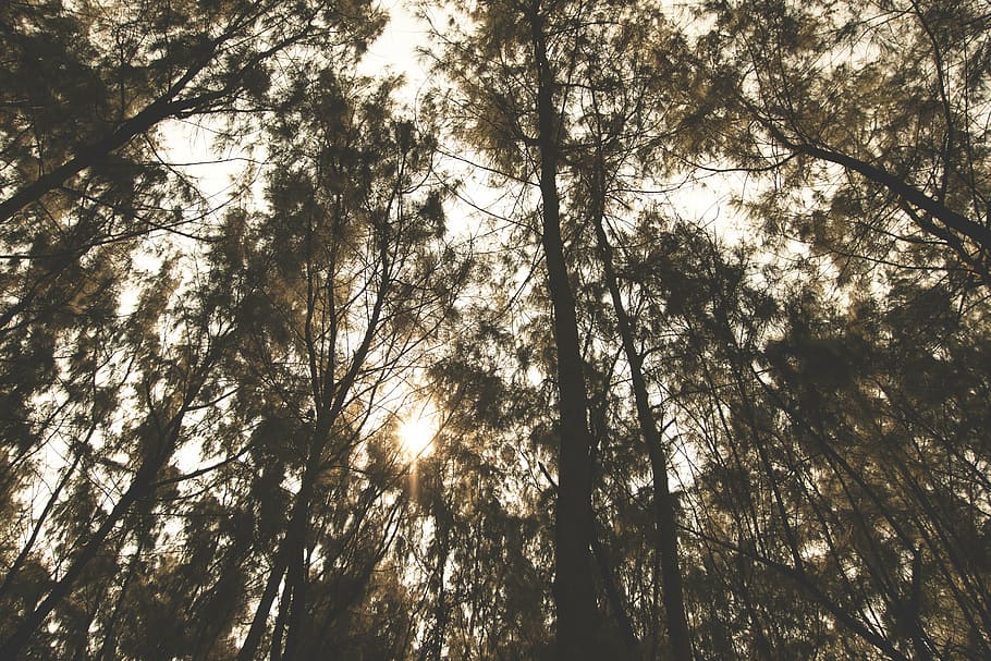 low angle photography of forest tree, nature, landscape, woods HD wallpaper