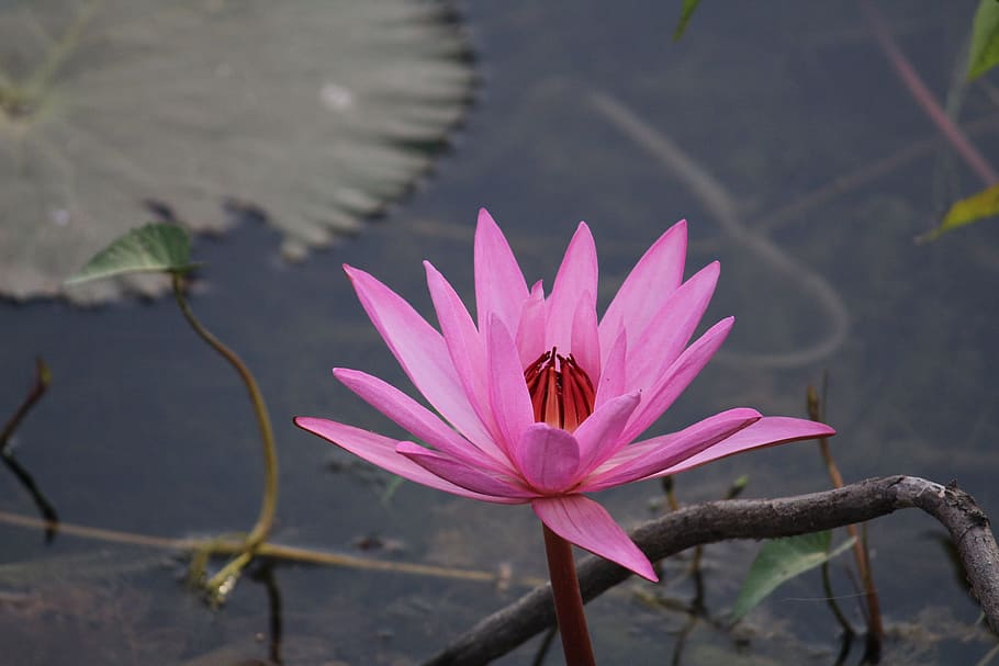 flower, lotus, pink, flowering plant, beauty in nature, petal HD wallpaper