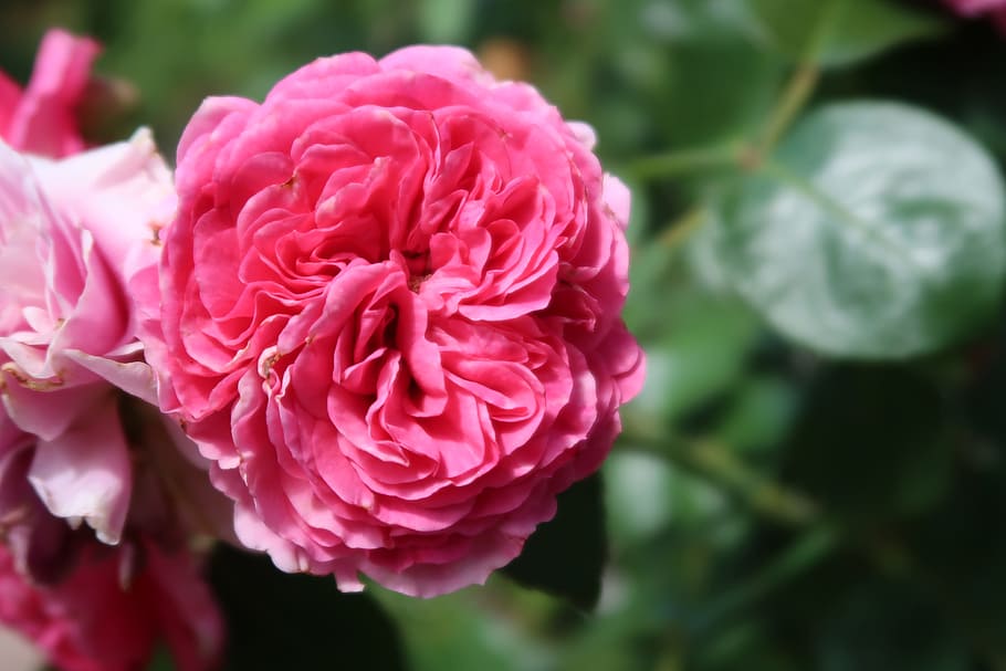 flower, pink, blossom, bloom, nature, pink flowers, close, garden HD wallpaper