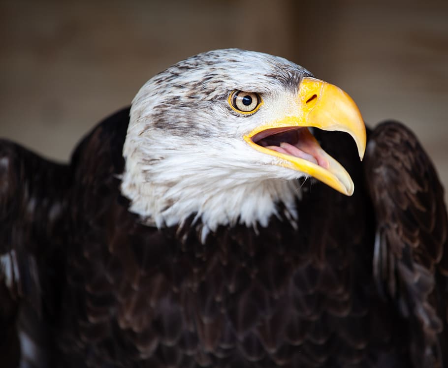 bald eagle, bird, nature, raptor, bill, usa, america, majestic HD wallpaper