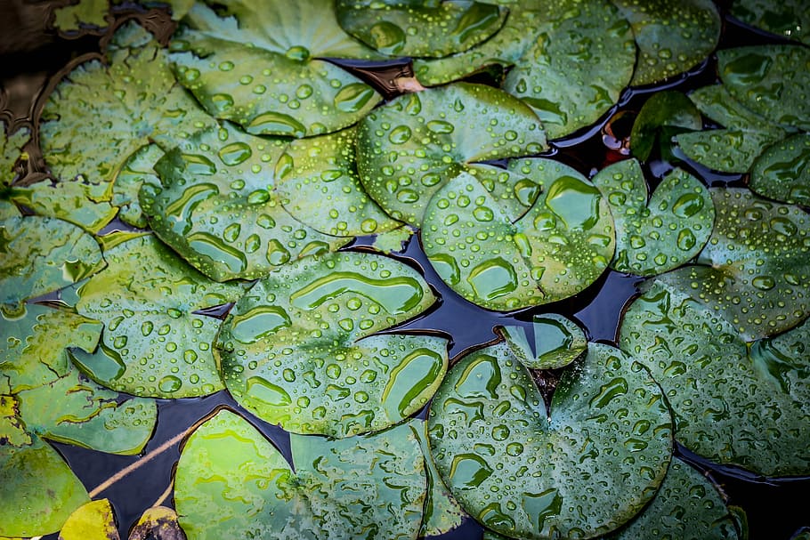 macro photography of waterlilies, green leaf plants on water HD wallpaper