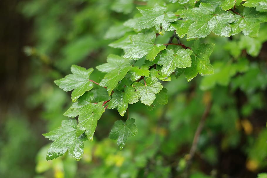 rain, leaf, be quiet, plant part, green color, growth, close-up HD wallpaper