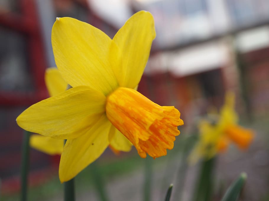 flower, yellow, orange, backyard, outside, spring, yellow flowers HD wallpaper