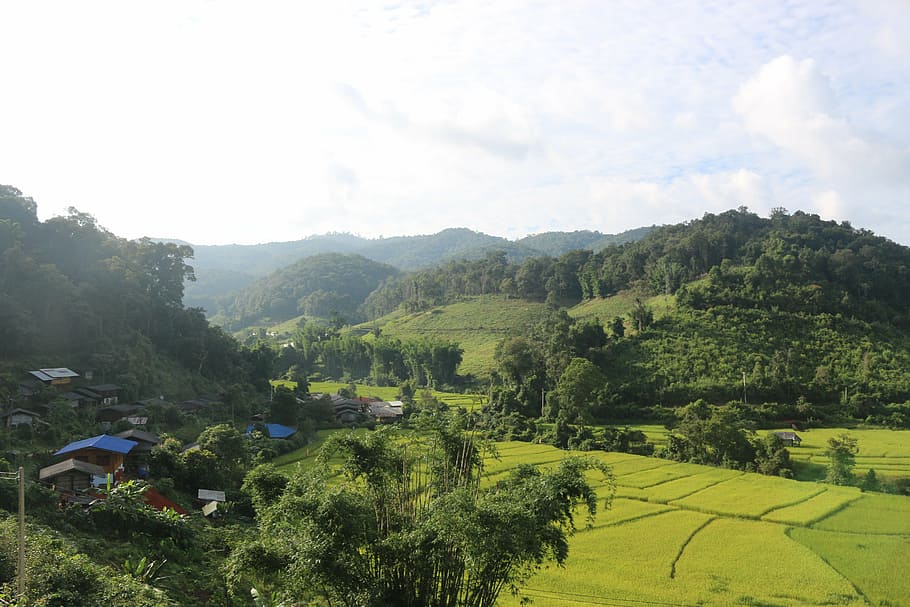 thailand, landscape, rice patties, asia, afternoon, brunch, HD wallpaper