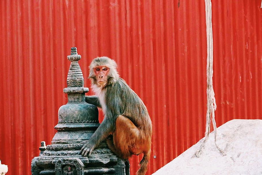monkey on gray metal storage, black and brown monkey on black metal decoration HD wallpaper