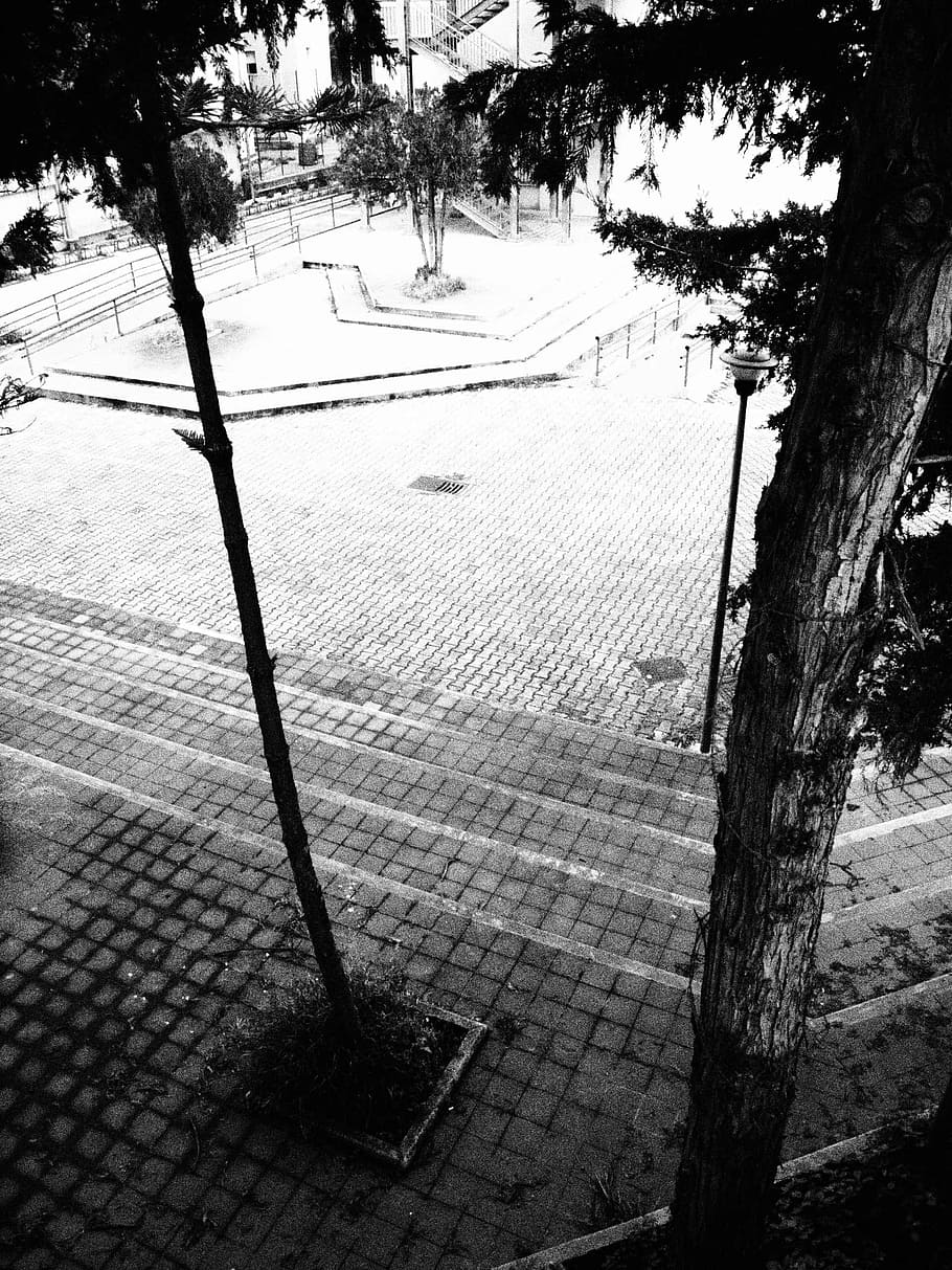 trees, school, courtyard, plant, tree trunk, footpath, street HD wallpaper