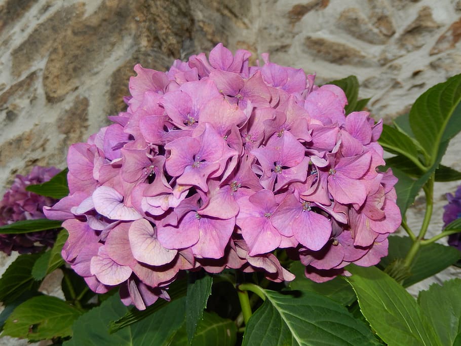 hydrangea, flowers, nature, plant, pink Color, leaf, petal HD wallpaper