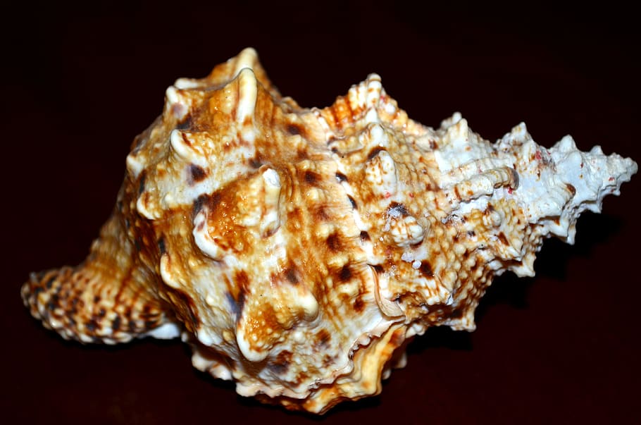 shell, spiral, studio shot, black background, indoors, mineral HD wallpaper