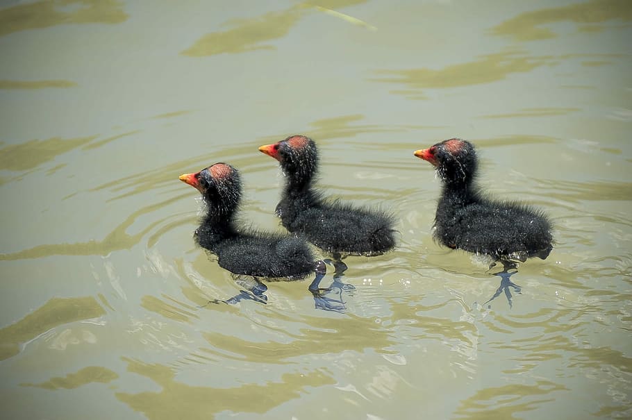 birds, wildlife, animal themes, group of animals, lake, animals in the wild HD wallpaper