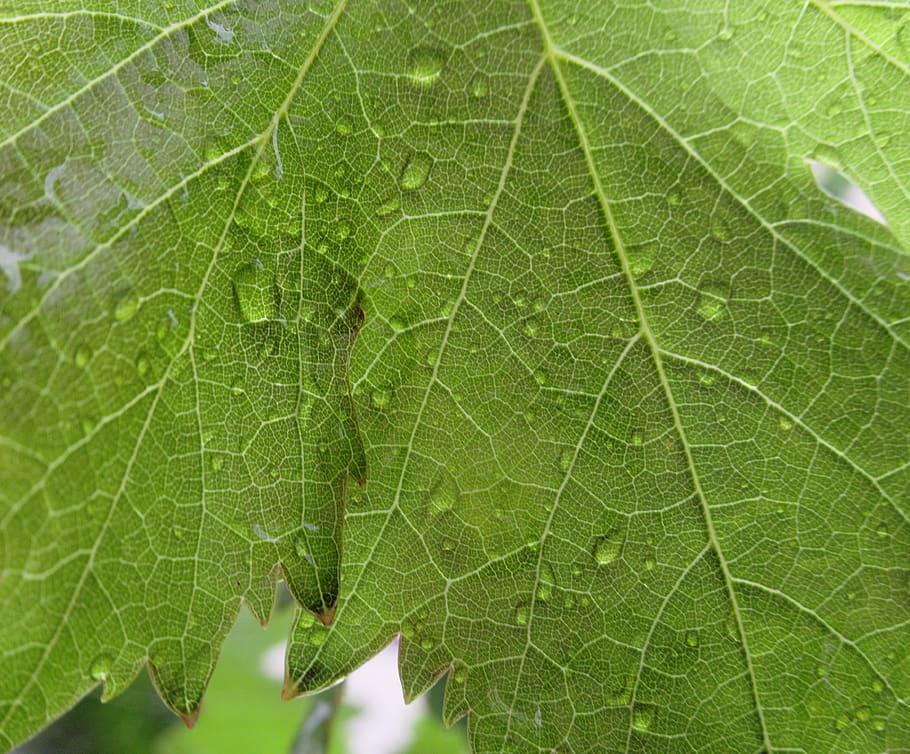 grape, foliage, rain, leaf, plant part, green color, close-up HD wallpaper