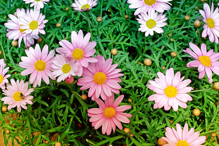 blooming pink daisy flowers, daisies, plant, garden, flowering plant HD wallpaper