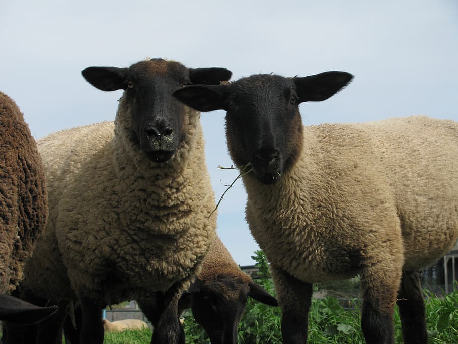 sheep, grazing, wool, farm, pasture, livestock, mammal, animal themes HD wallpaper