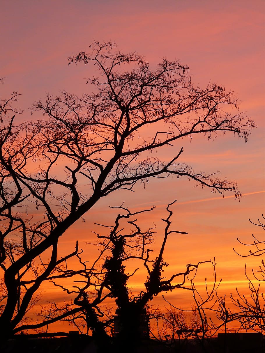 sunset, afterglow, clouds, sky, love, romance, silhouette, tree HD wallpaper