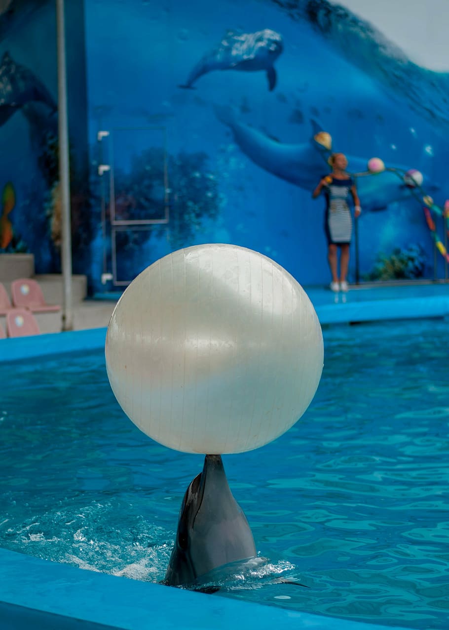 dolphin, dolphinarium, sea, water, underwater, swimming, animal HD wallpaper