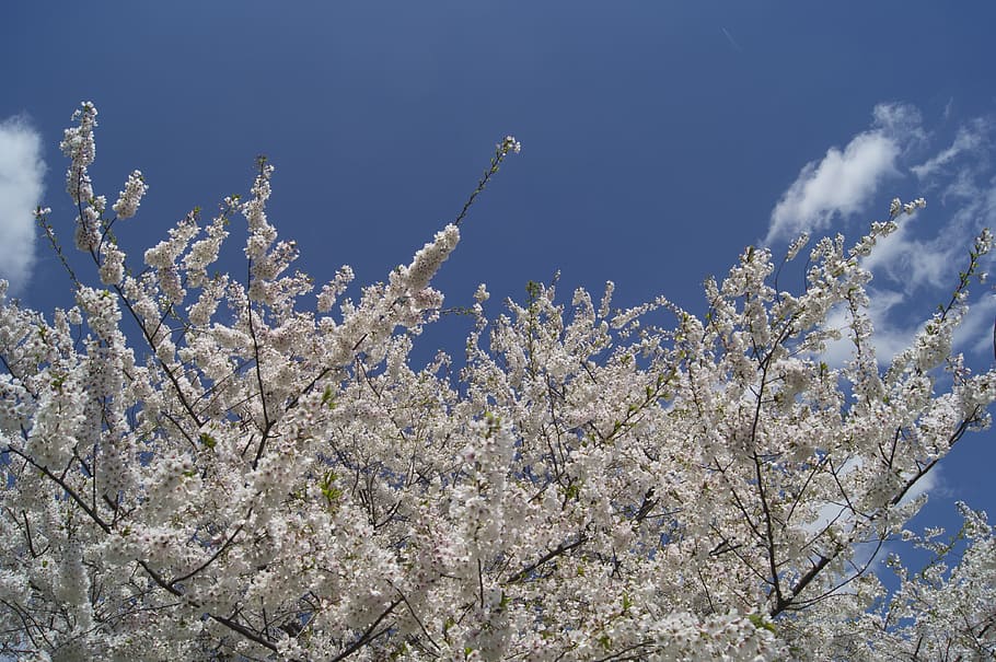 Cherry Blossoms, Flowers, Flora, floral, plant, natural, bloom HD wallpaper