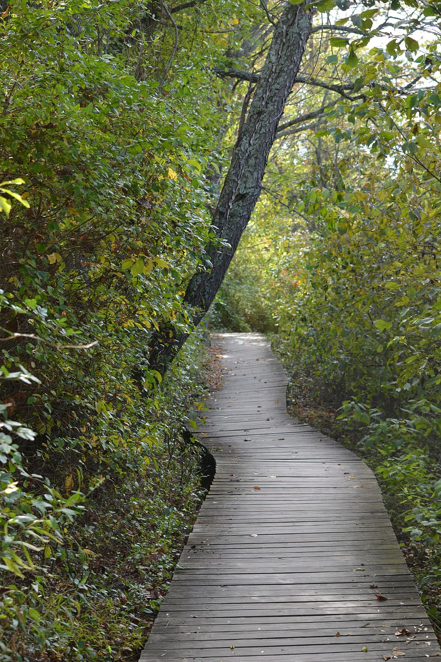 nature, trail, landscape, summer, outdoor, path, mountain, forest HD wallpaper