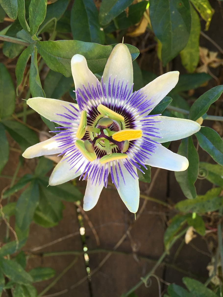 Passion, Flower, Vine, exoric, petal, passion flower, flower head HD wallpaper