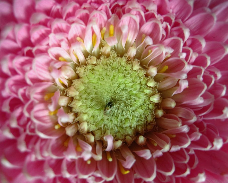 Gerbera, Close, Petals, Stamen, rose, blossomed, bloom, flower HD wallpaper