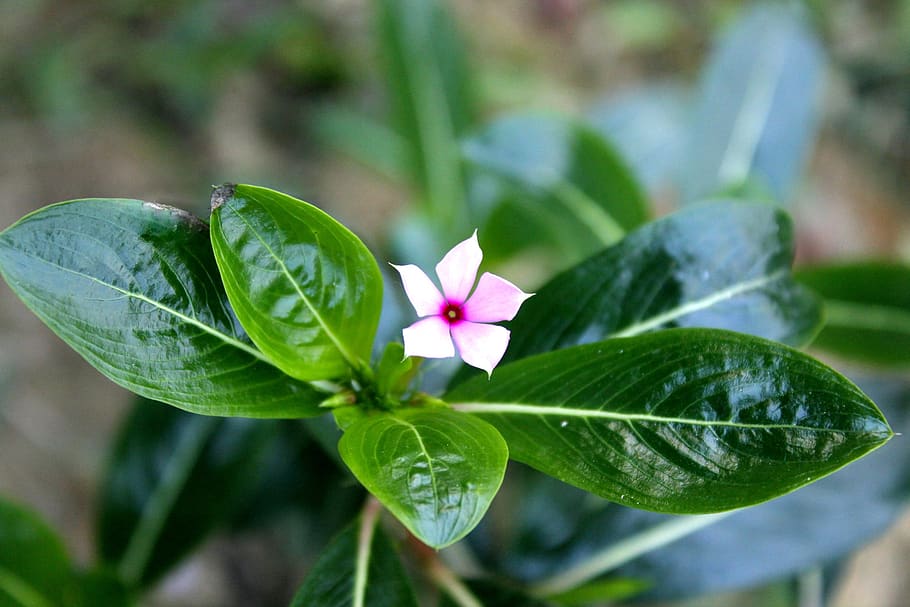 little, flower, pink, leaf, plant, flowering plant, freshness HD wallpaper