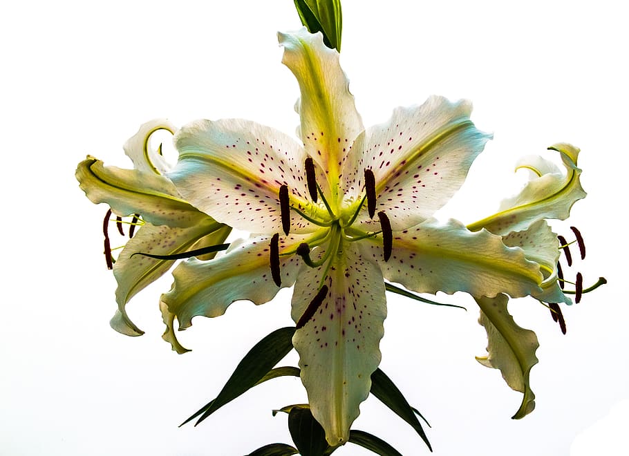 lily, blossom, bloom, flower, white, purple dots, blossomed HD wallpaper