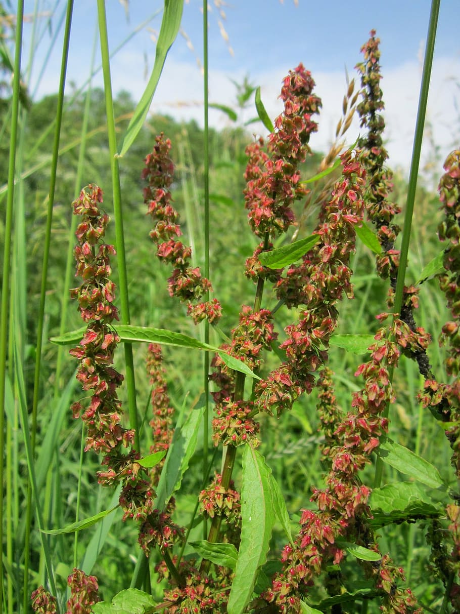 rumex obtusifolius, broad-leaved dock, bitter dock, bluntleaf dock HD wallpaper