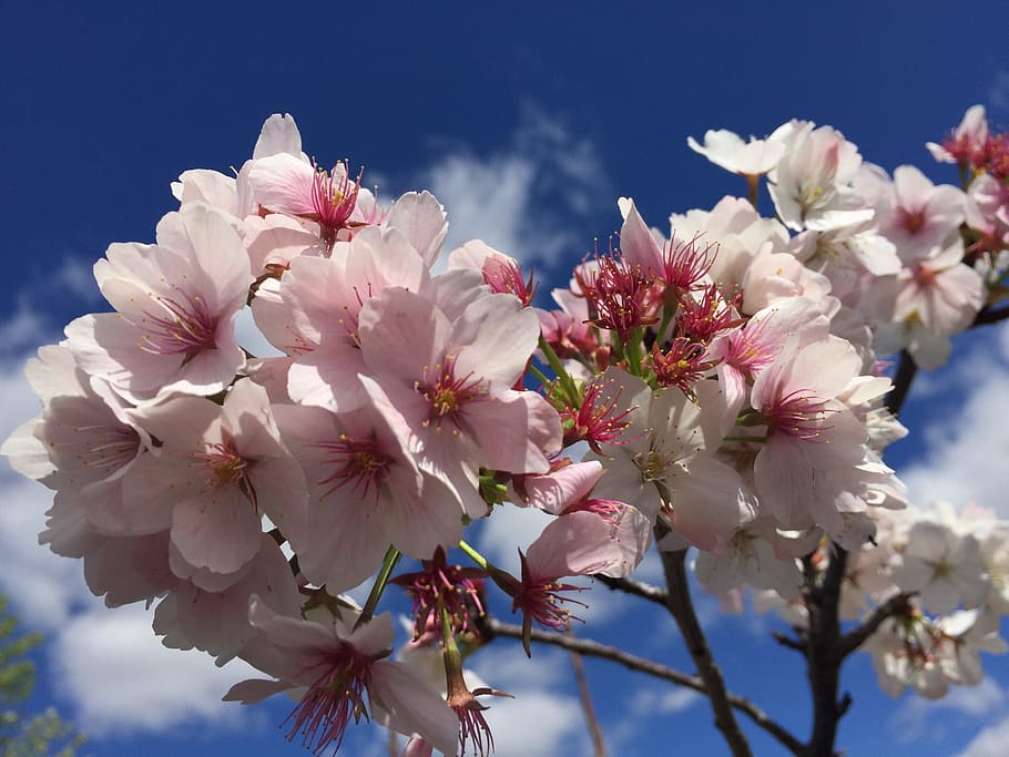 blossoms, spring, pink, flowering plant, freshness, fragility HD wallpaper