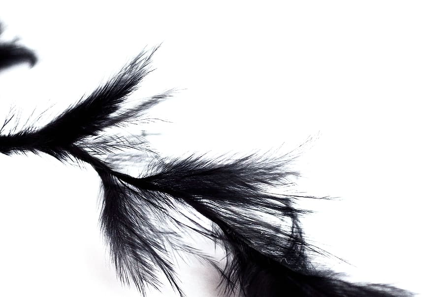 black and white illustration, feathers, texture, soft, airy HD wallpaper