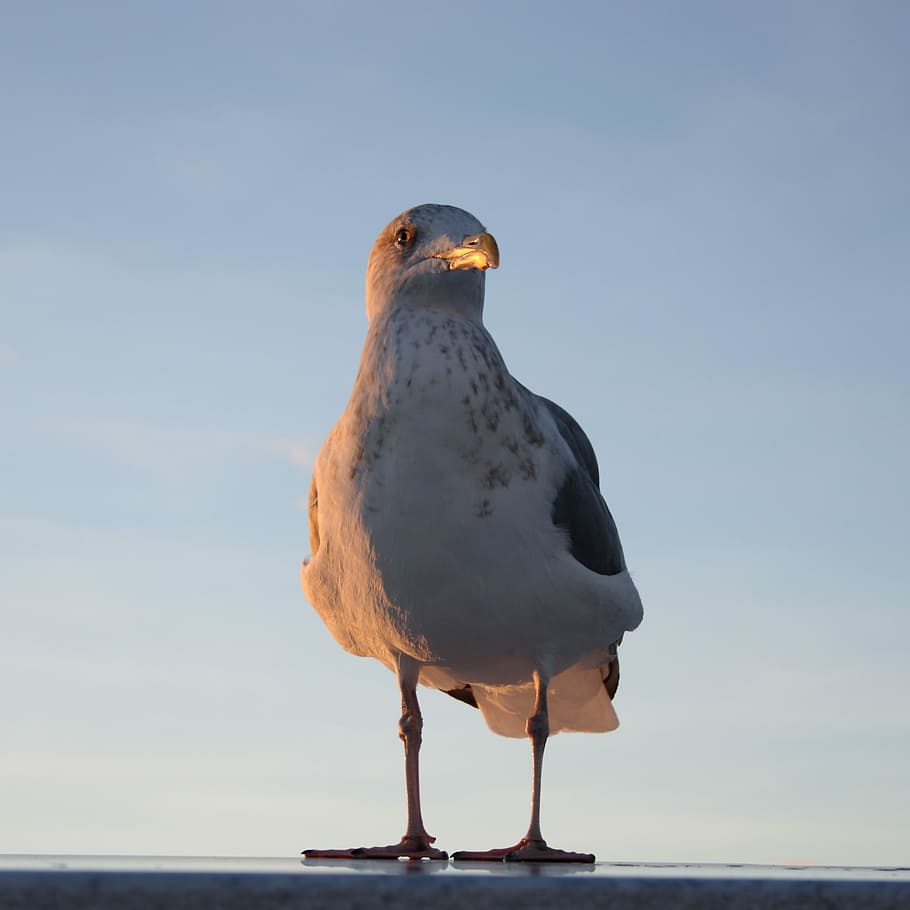 Seagull, Bird, Natural, one animal, animal wildlife, animal themes HD wallpaper