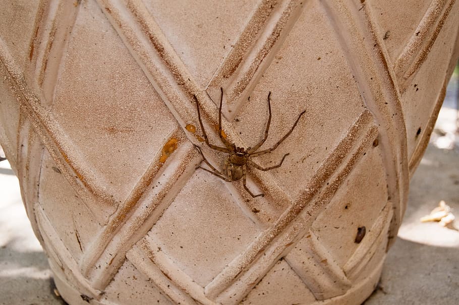 huntsman spider, arachnid, bug, predator, arachnophobia, insect, HD wallpaper