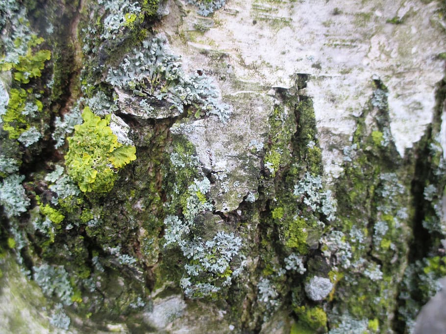 Weave, Birch, Bark, Romanshorn, Moss, log, wood, rock - object HD wallpaper