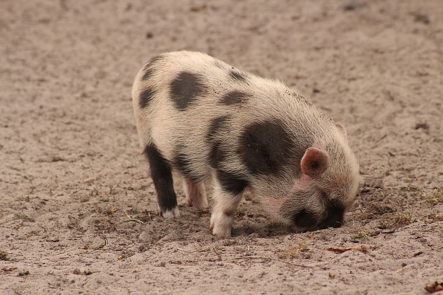 Pig, Zoo, Sweet, one animal, animal wildlife, animals in the wild HD wallpaper