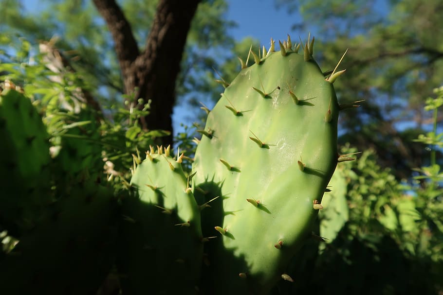 cactus, explore, outside, plant, growth, beauty in nature, flower HD wallpaper