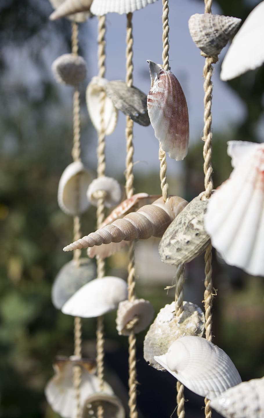 mussels, thread, art, craft, hanging, close-up, focus on foreground HD wallpaper