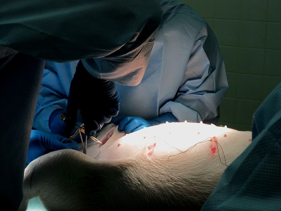 veterinarian performing surgery on animal, Pig, Sow, Light HD wallpaper