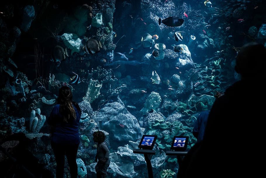 boy standing beside monitor, woman and child looking at the fish HD wallpaper