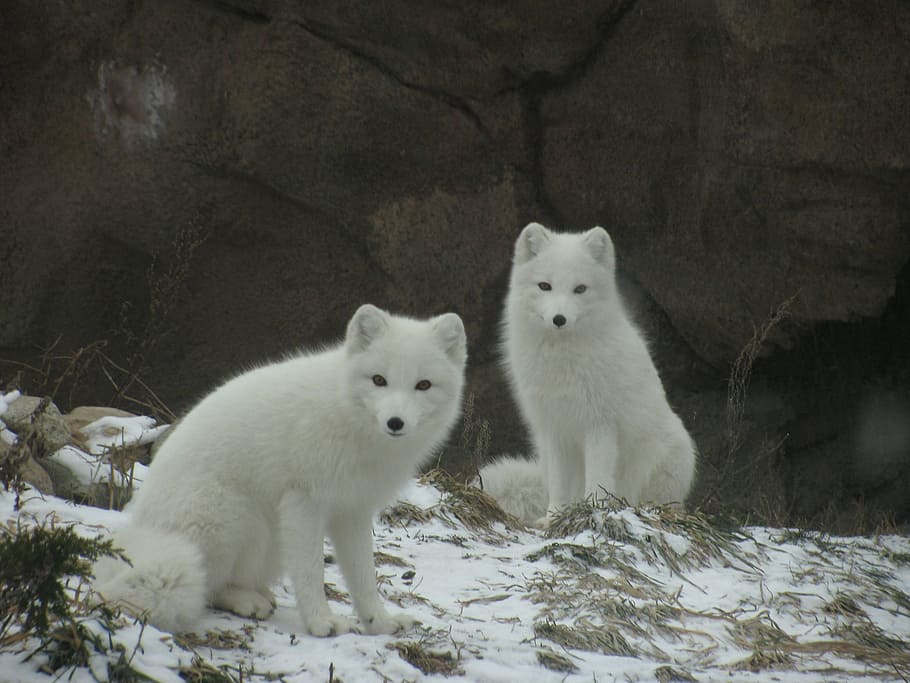 two white wolves, arctic, fox, winter, cold, fluffy, cuddly HD wallpaper