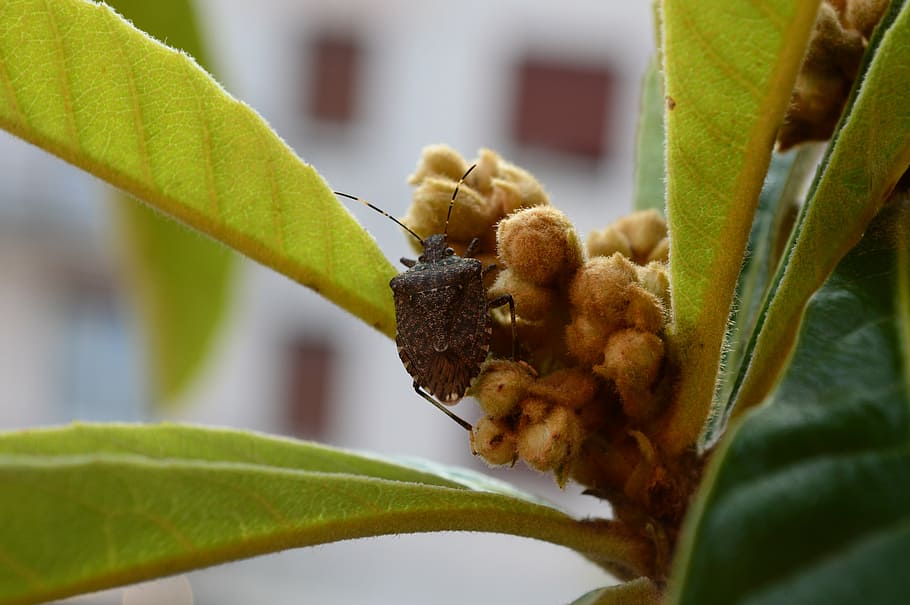 bug, insect, insects, bedbugs, macro, nature, green, plant HD wallpaper