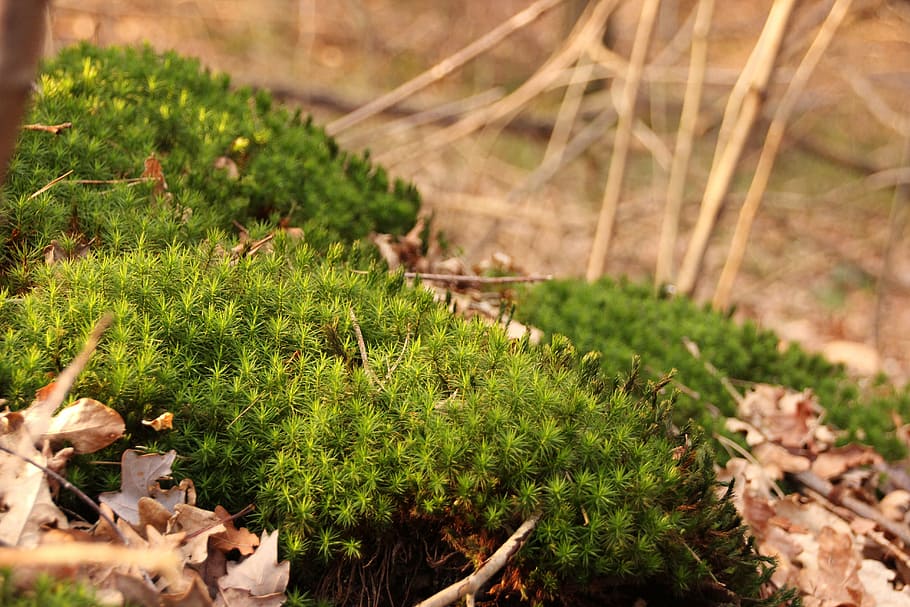 moss, forest, nature, green, plant, leaves, leaf, outdoors HD wallpaper