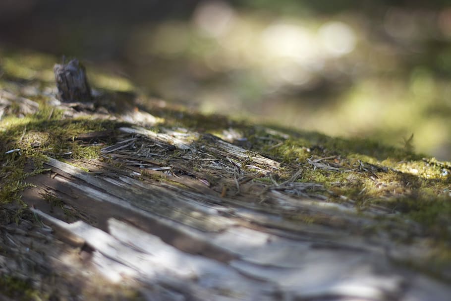 Fallen, Tree, Trunk, Weathered, Rotten, wood, closeup, sunlight HD wallpaper