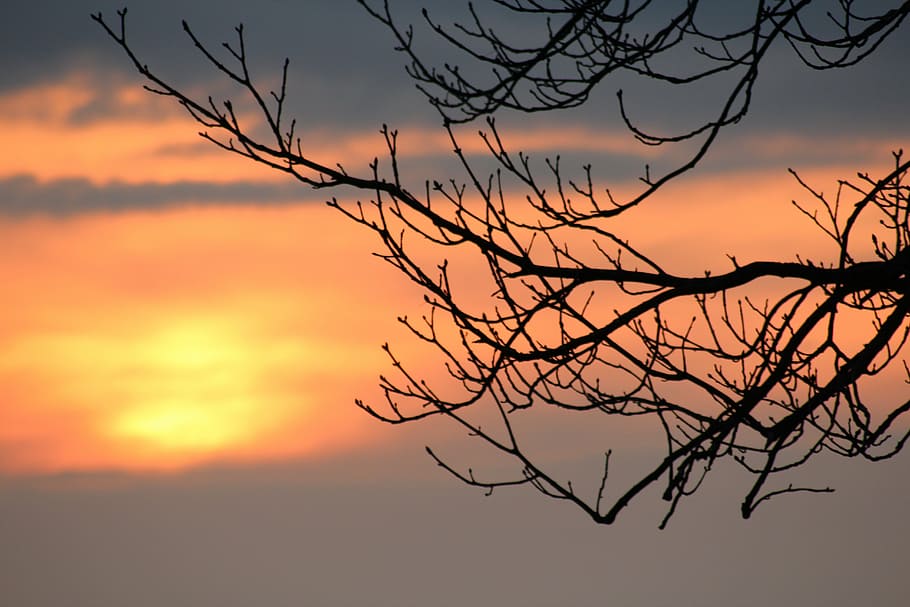 sunset, branch, afterglow, sky, aesthetic, tree, abendstimmung HD wallpaper