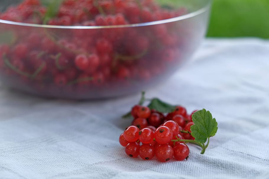 Fruit, Currants, traeuble, ahlbeere, kanstraube, berries, red HD wallpaper