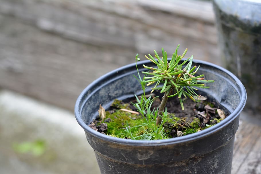 seedling, the sapling, tree, pine, young pine, breed, small HD wallpaper