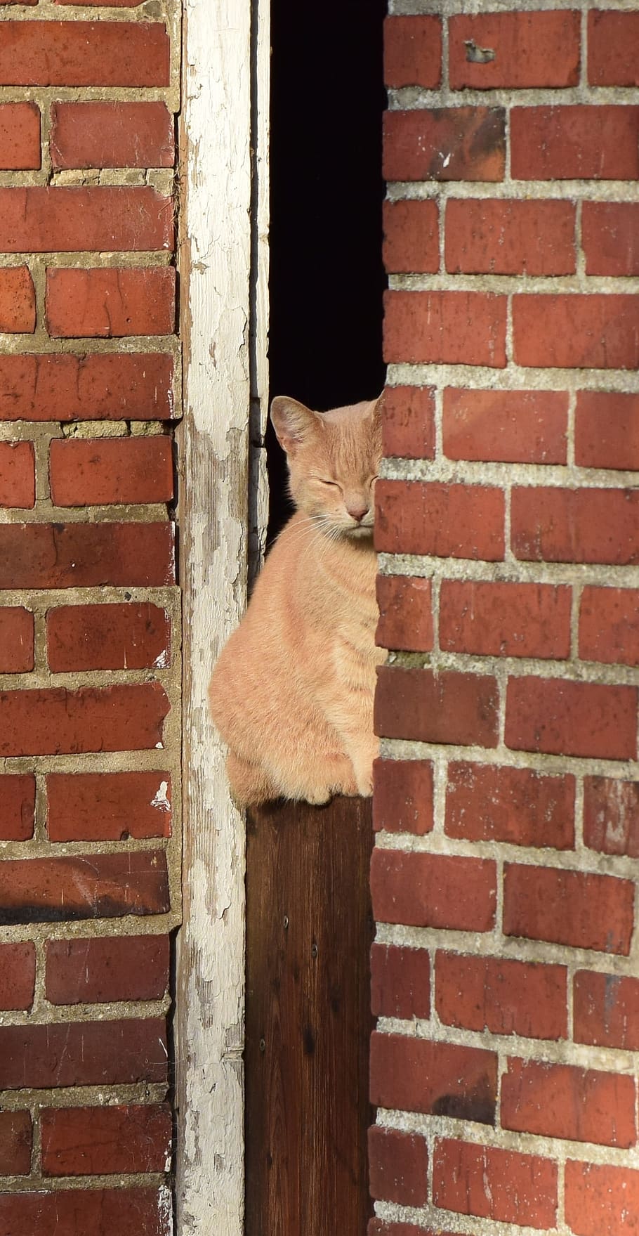 cat, wall, sit, animal, domestic cat, pet, rest, watch, curious HD wallpaper
