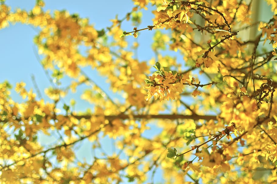 selective focus photo of yellow petaled flower, tilt shift lens photography of yellow flowers HD wallpaper