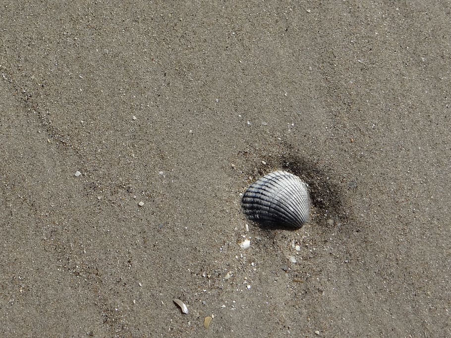 Sand, Hull, Shell, Sea, France, north, beach, seafood, fishing HD wallpaper