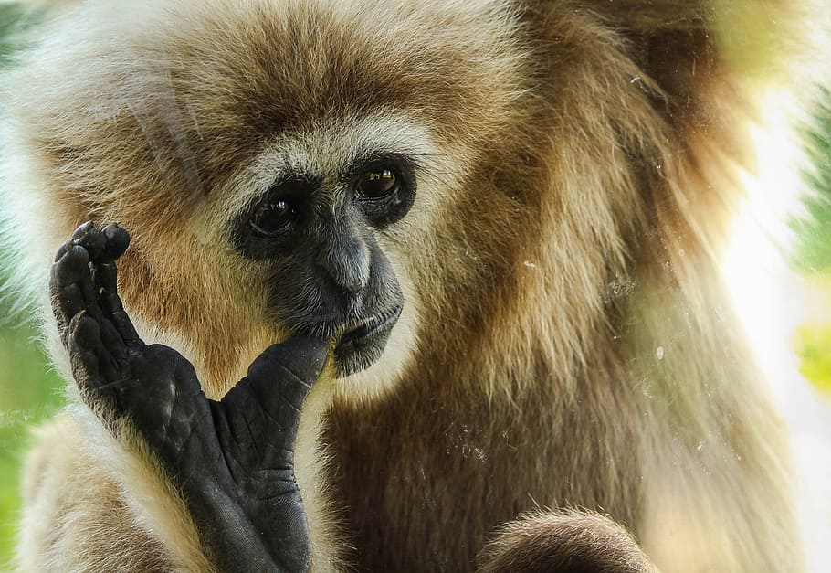 Gibbon, Primate, Ape, Animal, Mammal, wildlife, nature, endangered, HD wallpaper