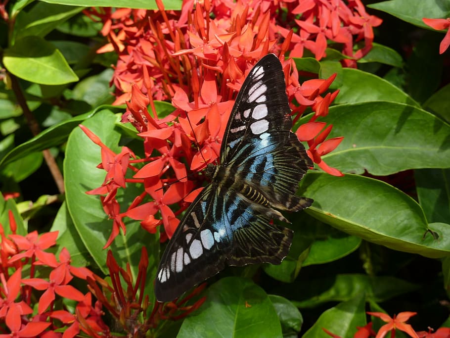 butterfly, blossom, bloom, summer, flower, insect, butterfly - Insect HD wallpaper
