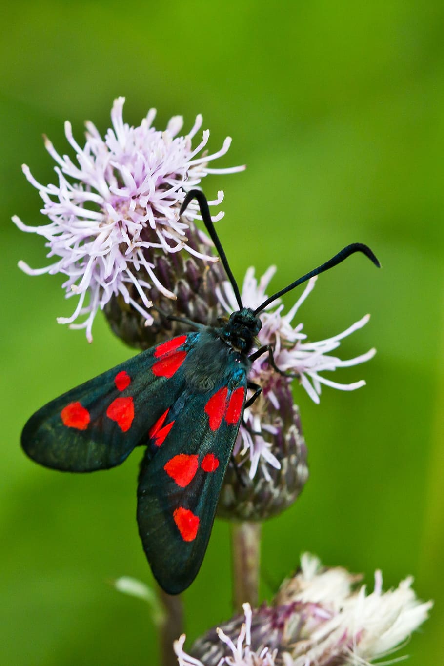 butterfly, flower, insect, nature, butterfly - Insect, animal Wing HD wallpaper