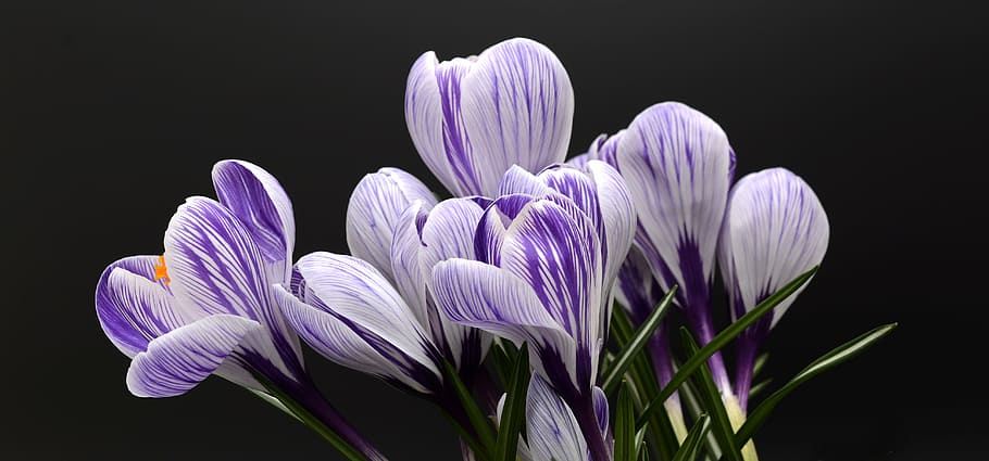 shallow focus photography of purple and white flower, crocus HD wallpaper