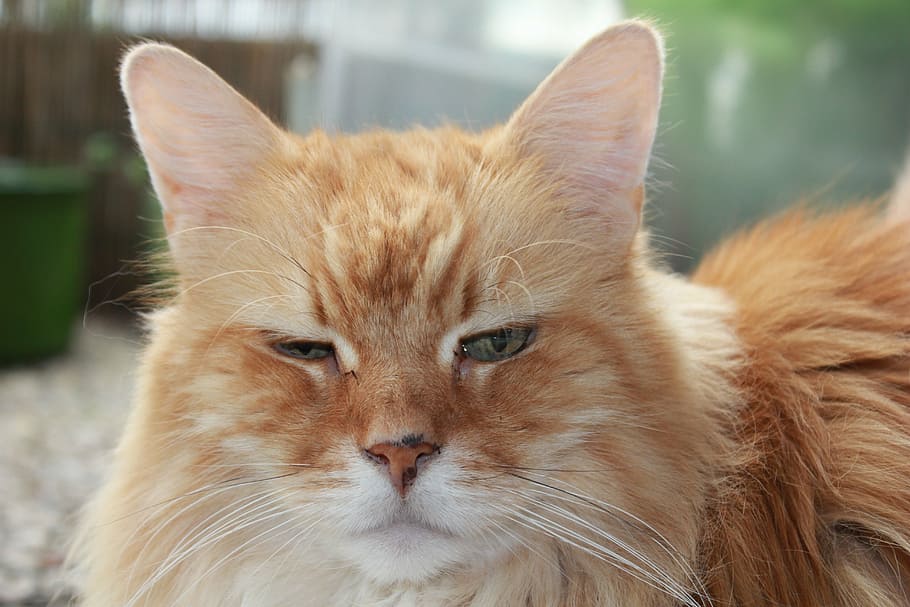 cat, red, red tabby, face, close, animal, domestic cat, main coon HD wallpaper